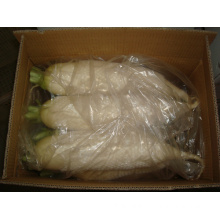 Top Quality New Crop White Radish (200g)